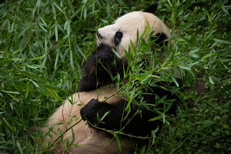 national zoo webcam|National Zoo’s Upgraded Panda Cams Go Online at。